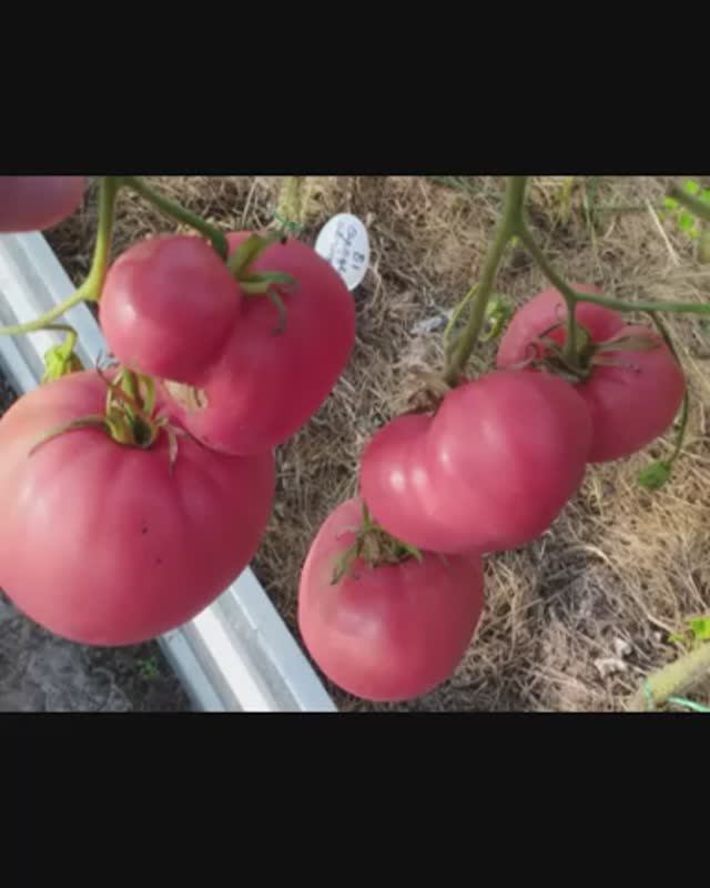 Томат Козула 104. т. 89229284031