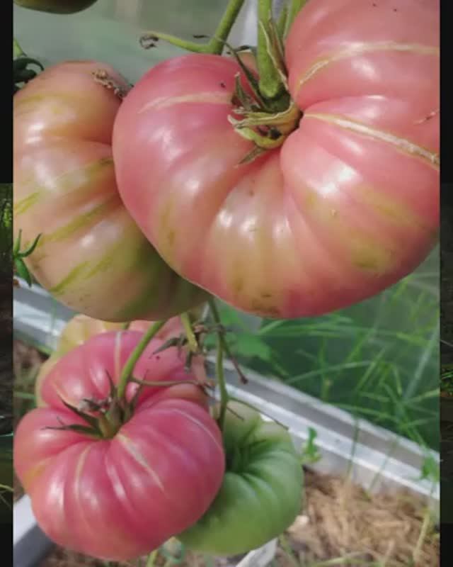 Томат Козула 37. т. 89229284031