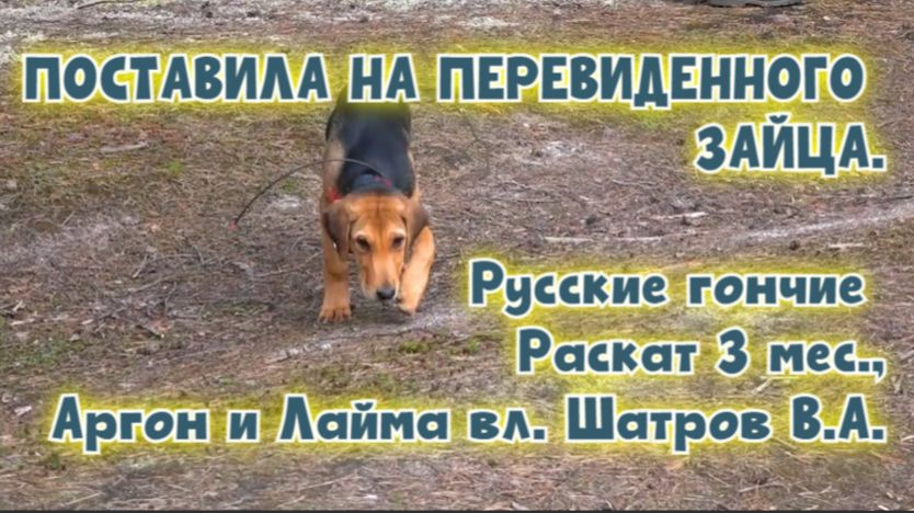 ПОСТАВИЛА НА ПЕРЕВИДЕННОГО ЗАЙЦА.Русские гончие Раскат 3 мес., Аргон и Лайма вл. Шатров В.А.#huntin