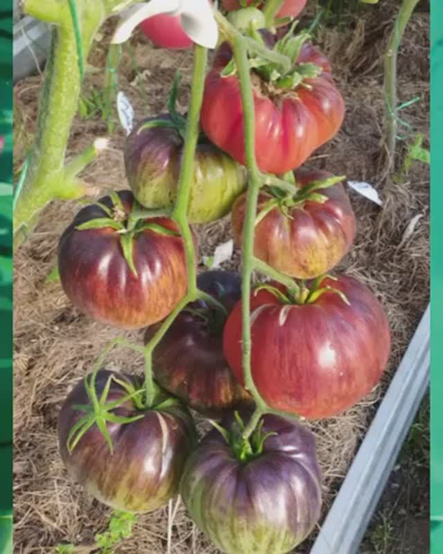 Томат Ибица. т. 89229284031