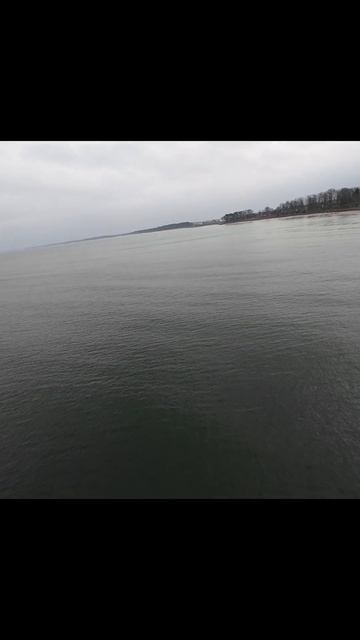 Drone🛸has🫣captured🐥seabird🐧chicks🌊— footage🎥that no one🌊has🔭seen! 4