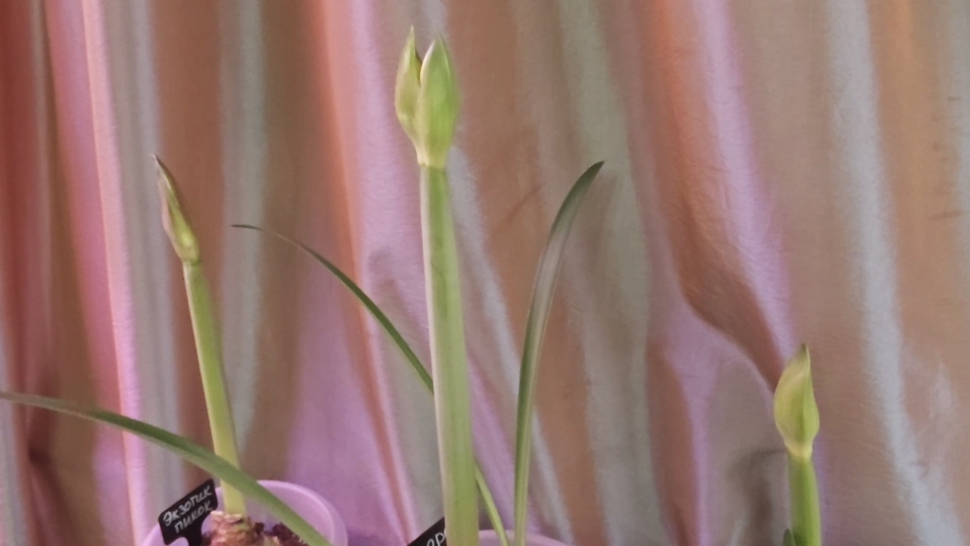 21-11-2025.Гиппеаструмы.Цветоносы всё больше..