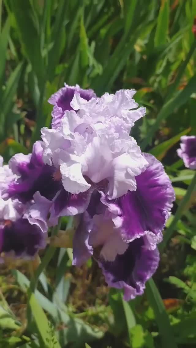 ирис 'Daring Deception'