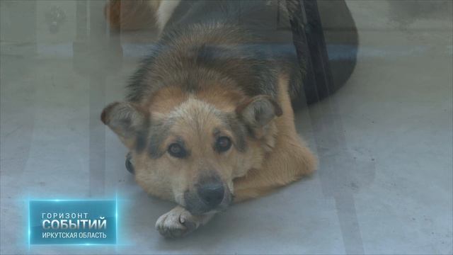 "Горизонт событий": как проводится чипирование домашних животных в Иркутской области