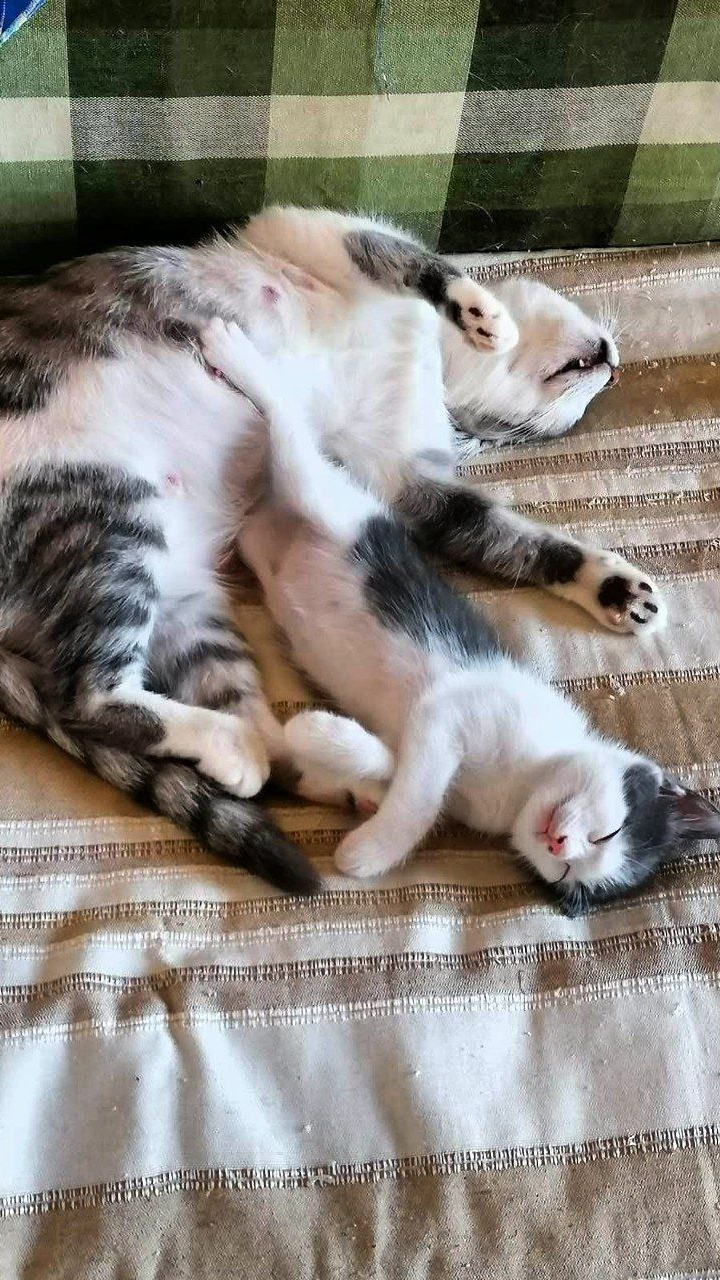 Улыбнись! И день будет мяфким!😻😃 #шуткиСтэтхэм #животные