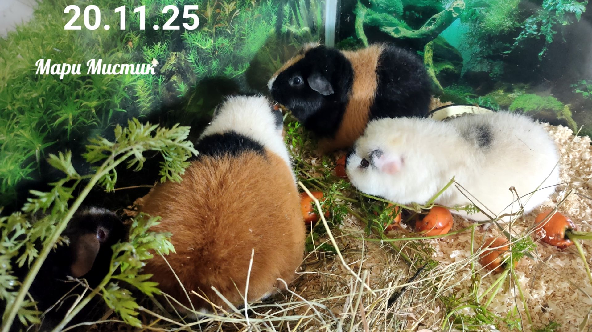 На улице снег 20.11.25, а дома свежая морковь 🥕 из нашего огорода #чихуахуа #морскиесвинки #черепах