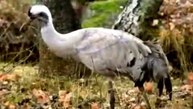 Ностальгия  Н.Бузаджи кавер Werema54