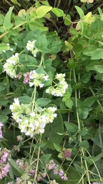 Ленобласть. Хвойное. 15.07.2024. Цветущий майоран фиолетовый и белый, на даче