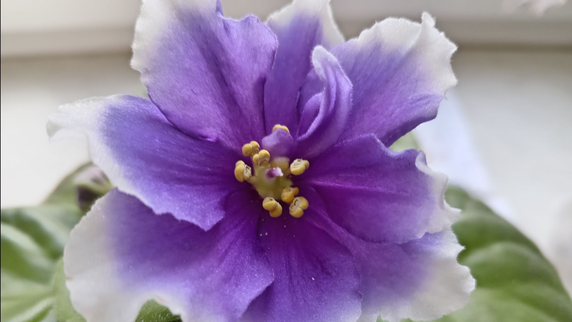 СЕНПОЛИИ И ИХ КАПРИЗЫ.