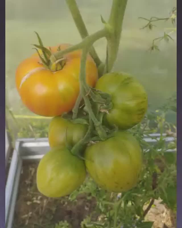 Томат Кровоточащее сердце  т. 89229284031