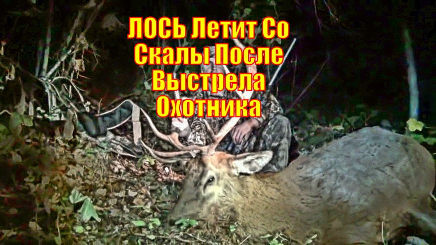 ЛОСЬ Летит Со Скалы После Выстрела Охотника
