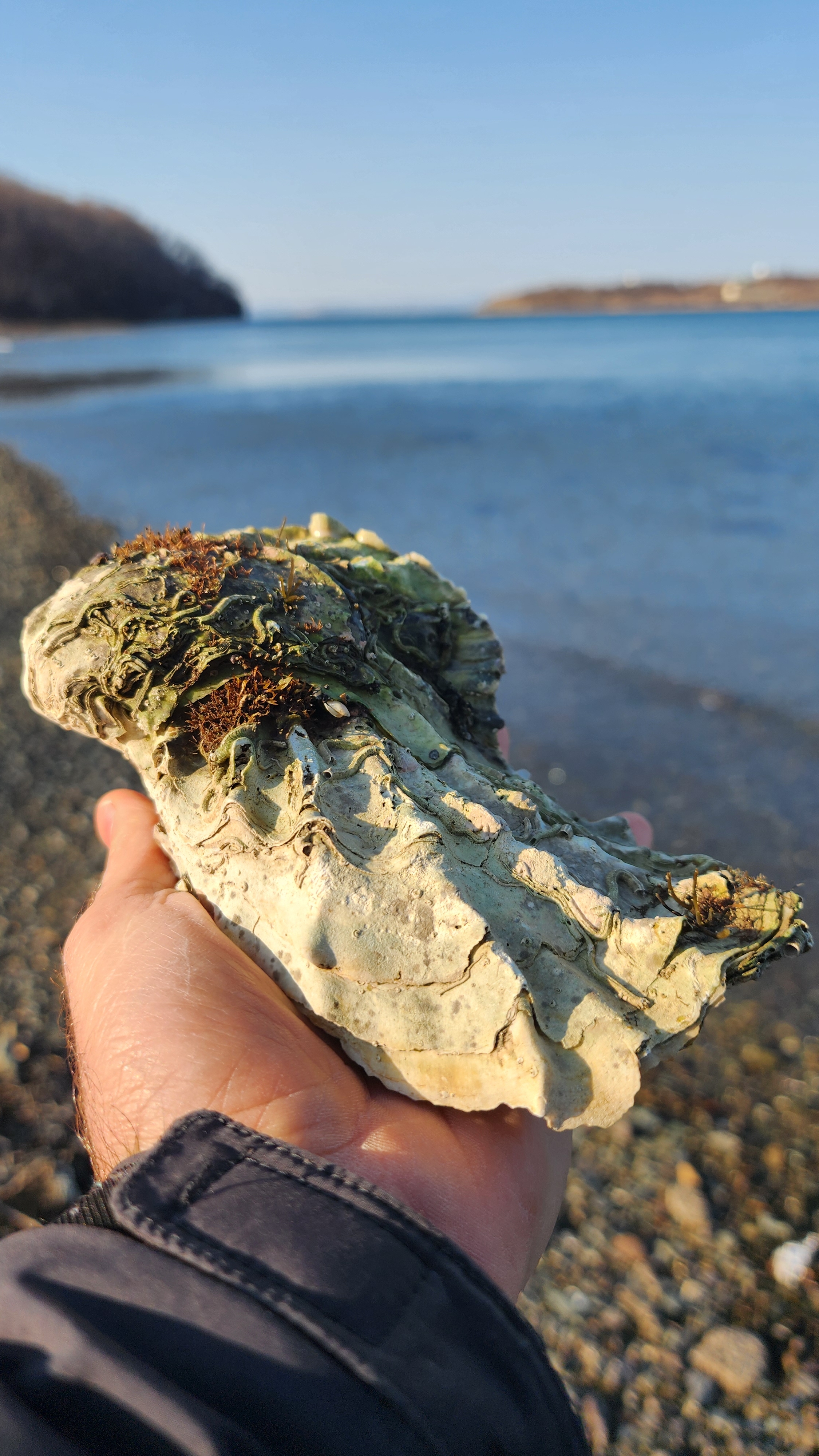 В гостях у самых больших 🦪 устриц в мире. Гиганты моря 😎