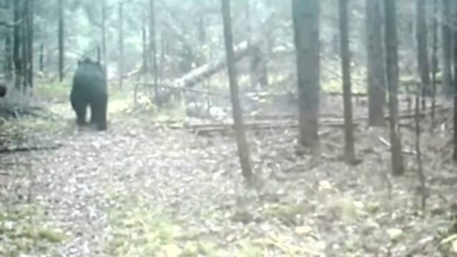 Фотоловушка засняла медведя во Владимирском лесу