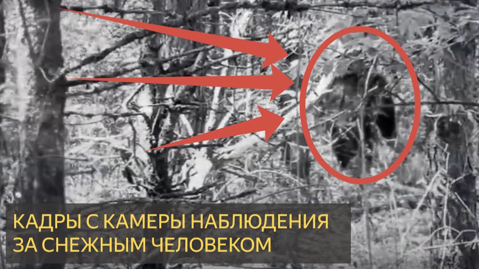 Наконец-то появились секретные кадры с камер слежения за снежным человеком во Флориде!