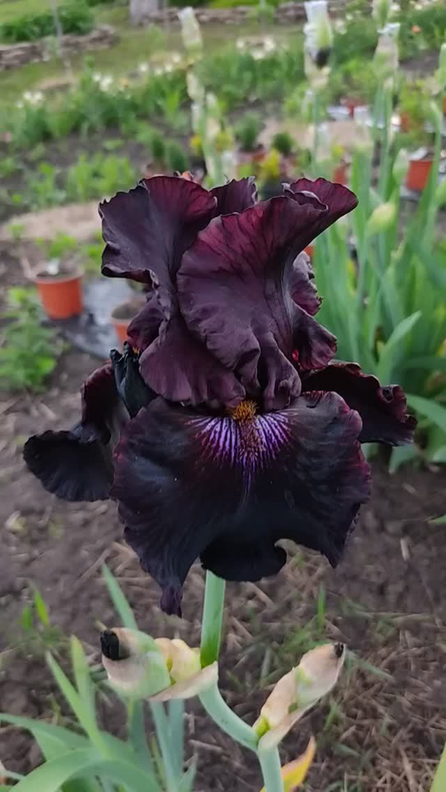 ирис CRIMSON LIGHTS