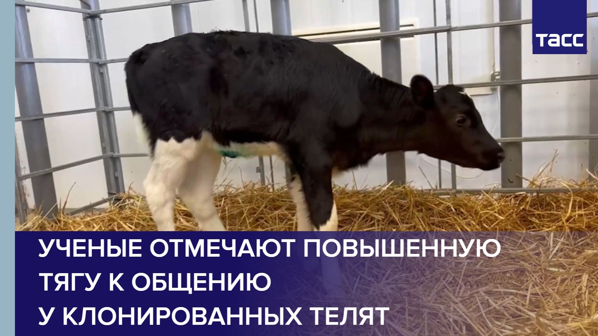 Ученые отмечают повышенную тягу к общению у клонированных телят