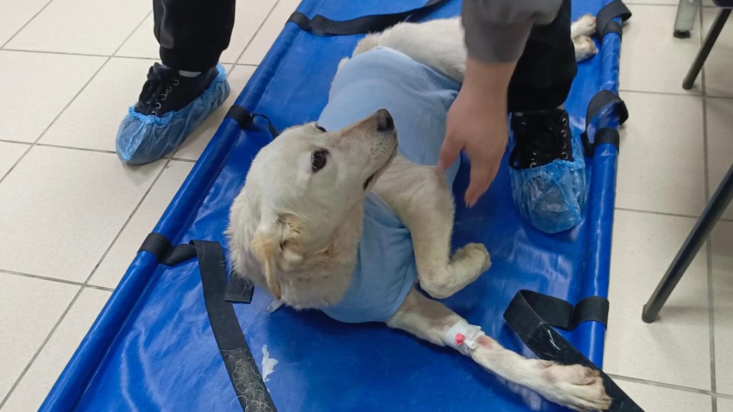 Эмили перенесла операцию