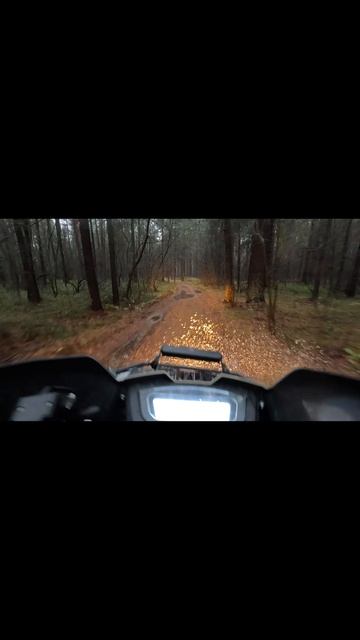 Квадро лужимес