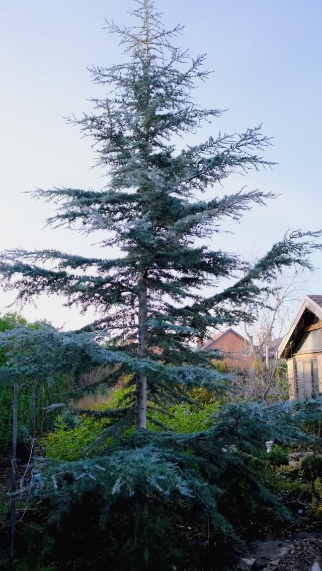 Кедр гималайский Karl Fuchs  в Ростове-на-Дону с 2016 года