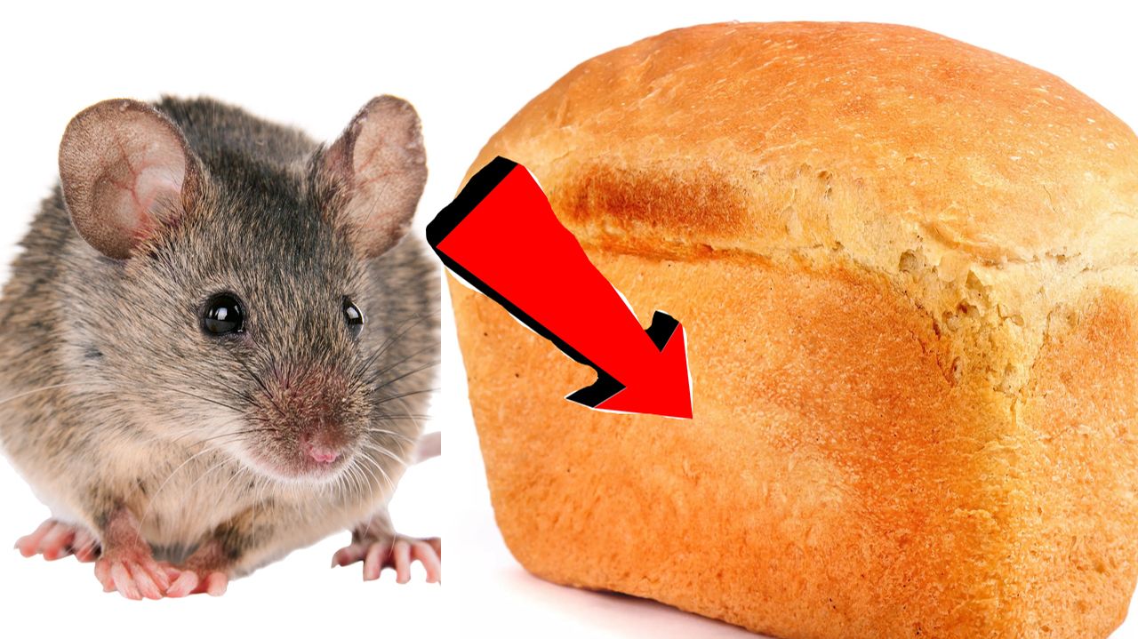 Как избавиться от мышей за 3 миллисекунды!
