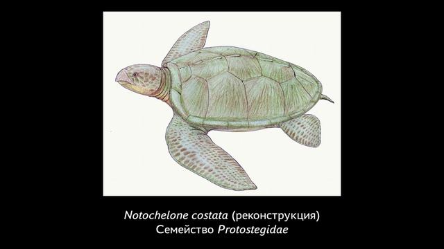 Эволюция и виды черепах. Игорь Данилов