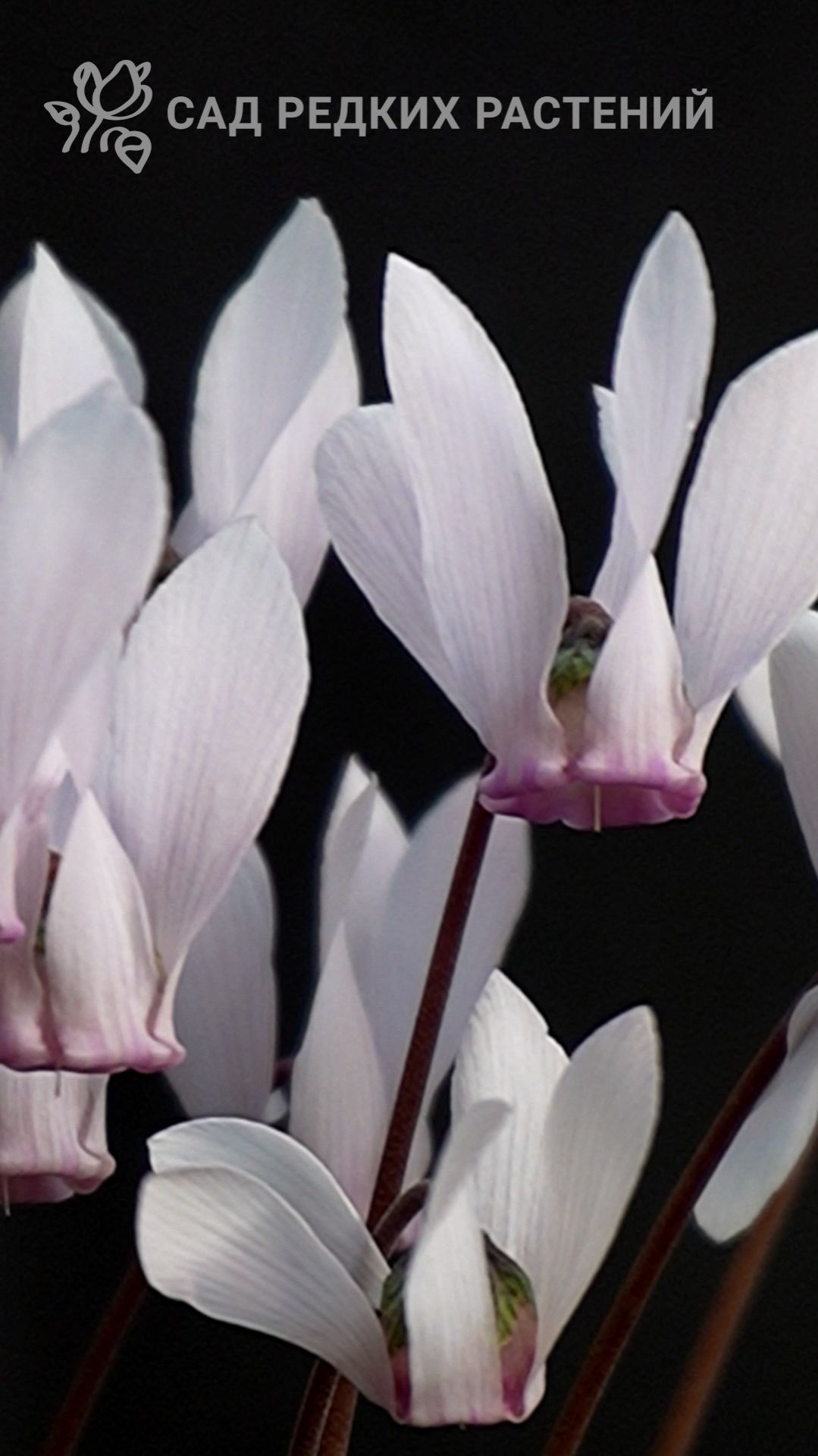 Европейский цикламен альба (белый) #цикламен #цветы #растения