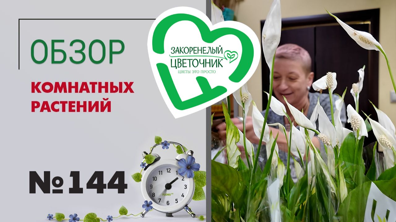 Редкие монстеры, фикусы, филодендроны, орхидеи, сезонные растения. Распаковка и обзор растений №144.