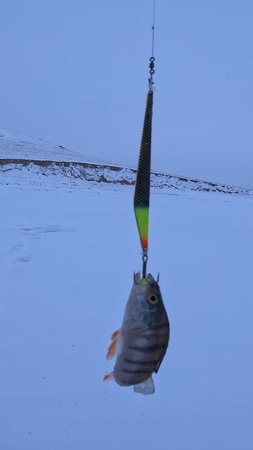 блесна больше окуня