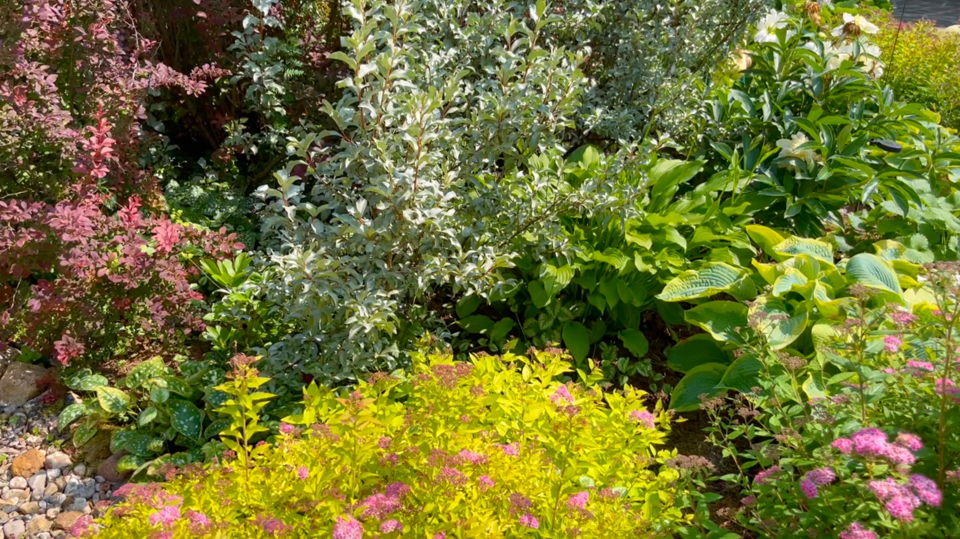 Растения для заполнения пустот в клумбах и для высадки по бордюру.