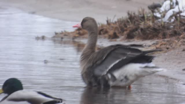 Гусь Белолобый и Свиязь вместе с Кряквой в Великом Новгороде, наблюдение птиц 22 ноября 2025