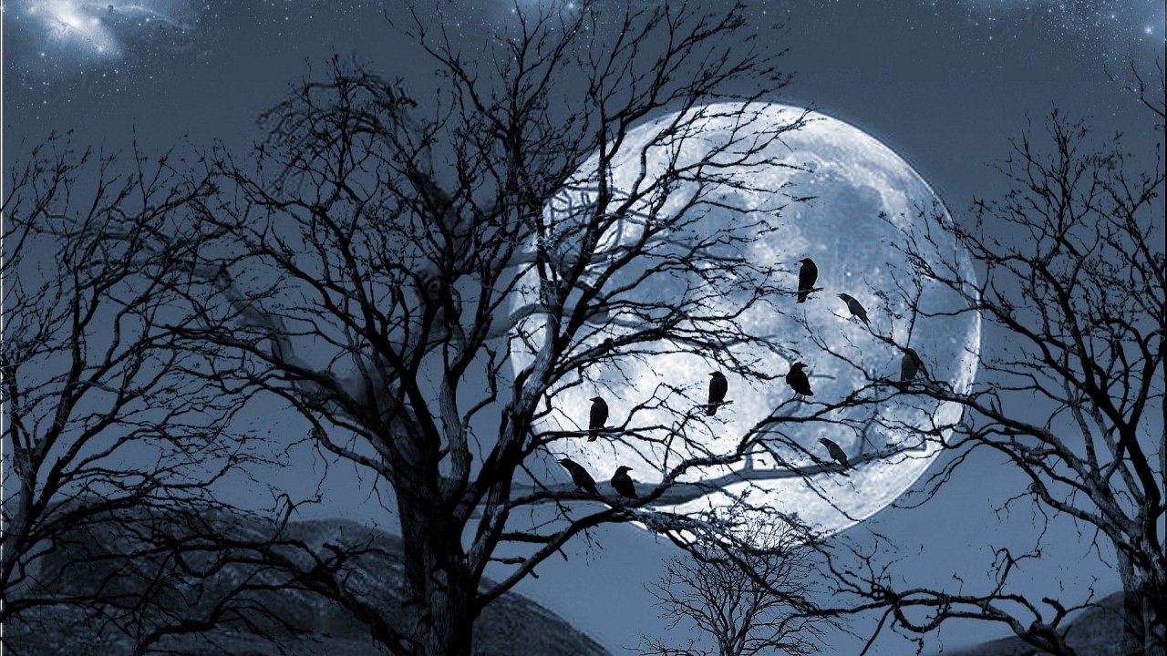 Ночь и птицы