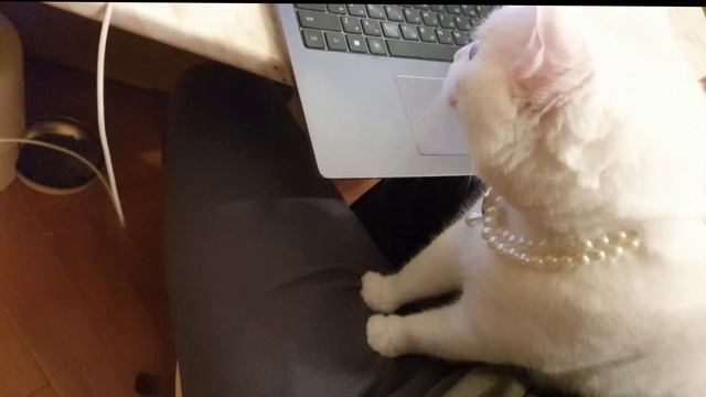 Милка наминает хозяина и контролит ноут