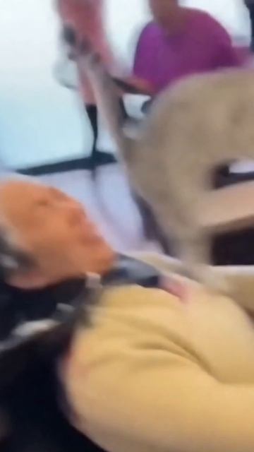 #shorts Коты в парикмахерской