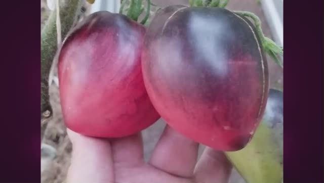 Каталог томатов на 2025 год.Часть 18. г. Киров.  т. 89229284031