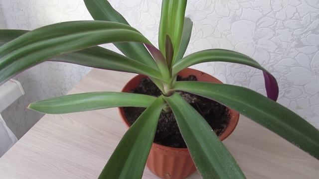 Традесканция Рэо: пересадка в другой цветочный горшок