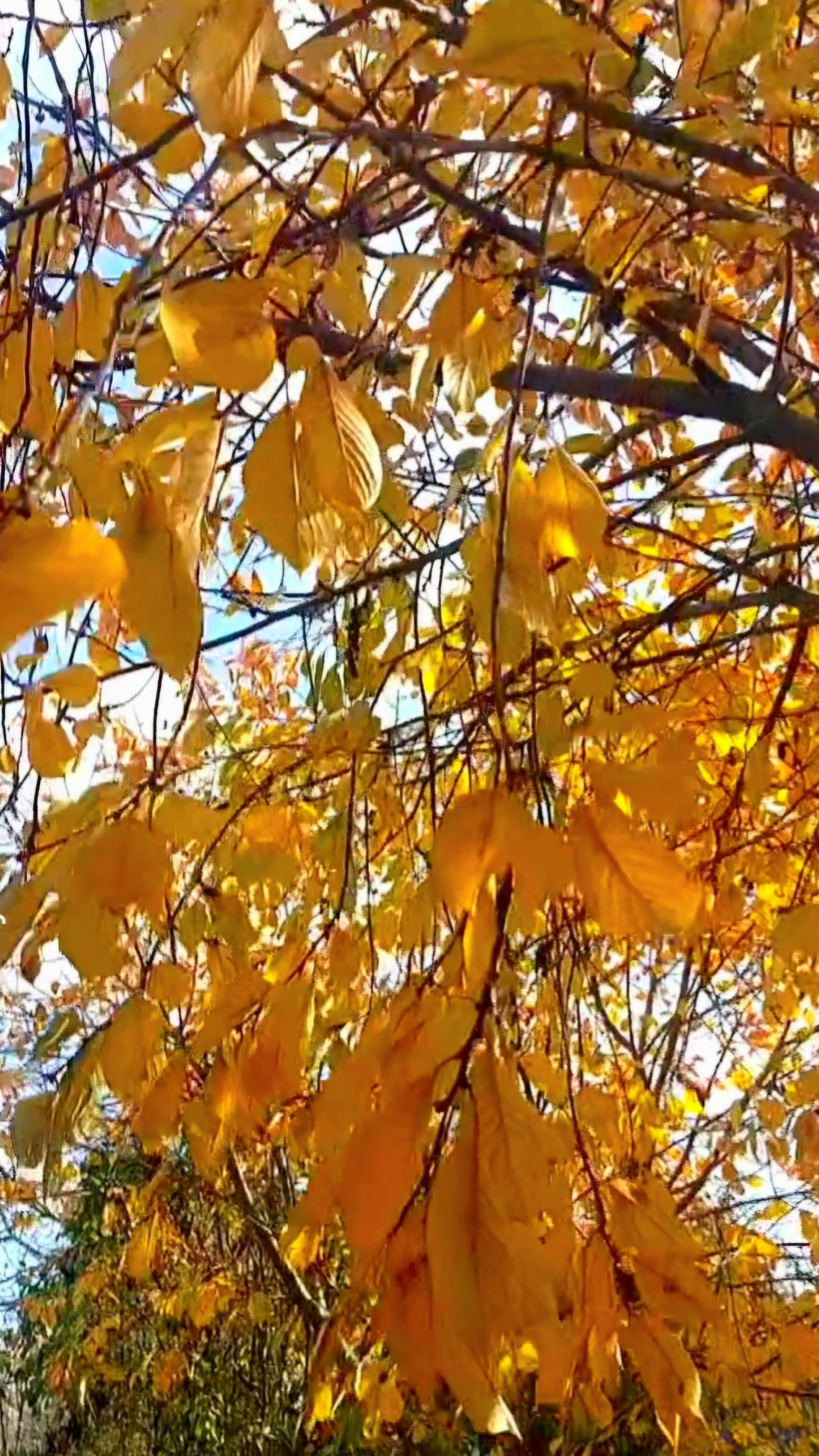 Роскошь последних дней осени 2025