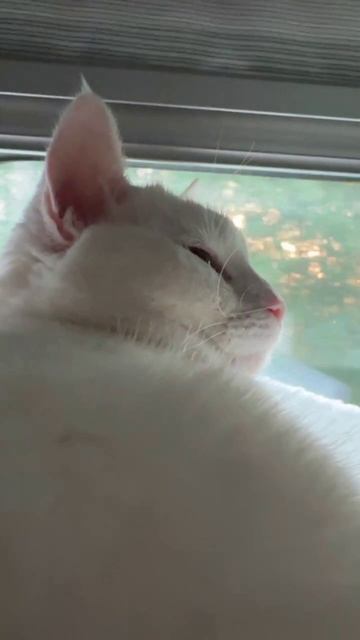 Милка едет в поезде