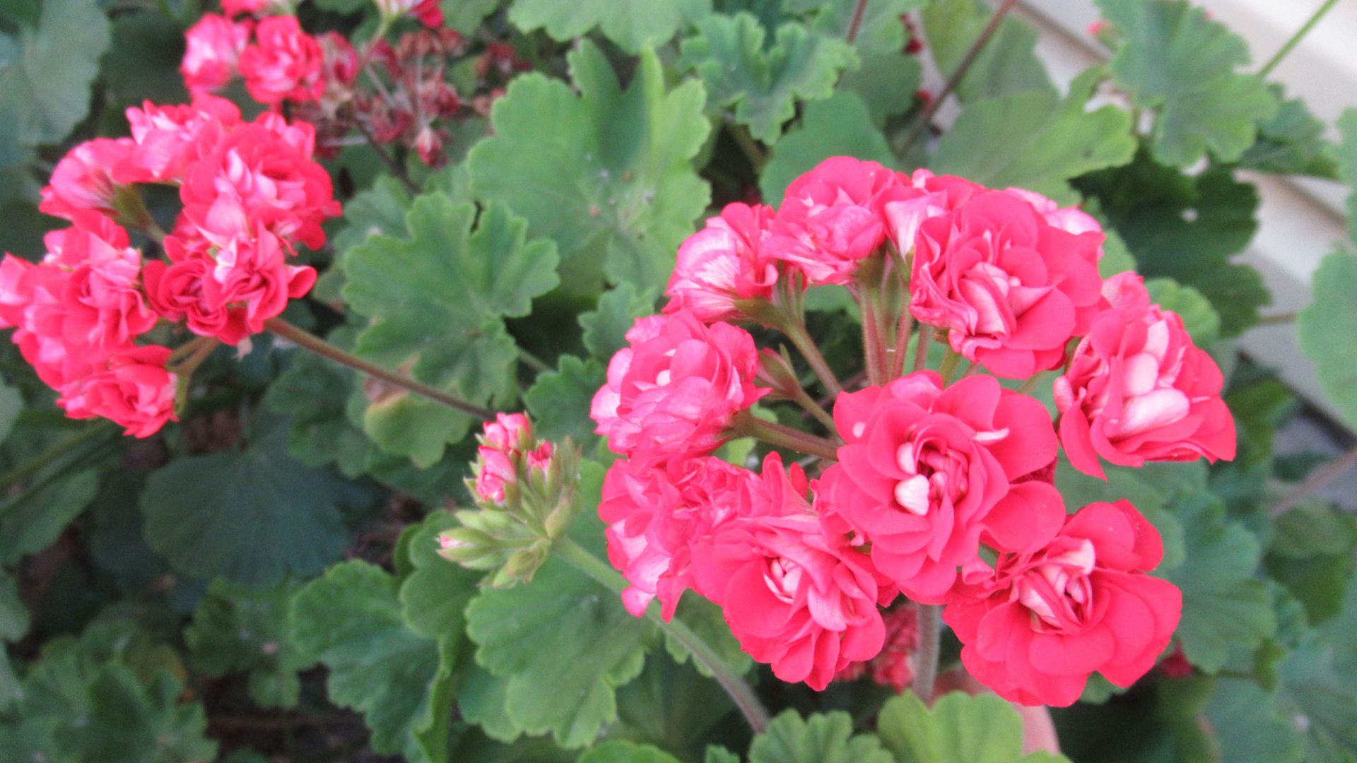 В чем особенность ухода за пеларгониями с октября по январь