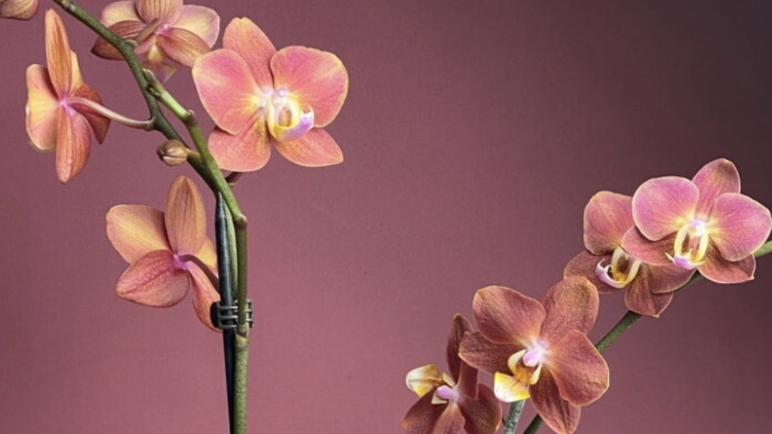 24-11-2025.Пересадка орхидеи Горизонт в кору с добавлением нового ингредиента.