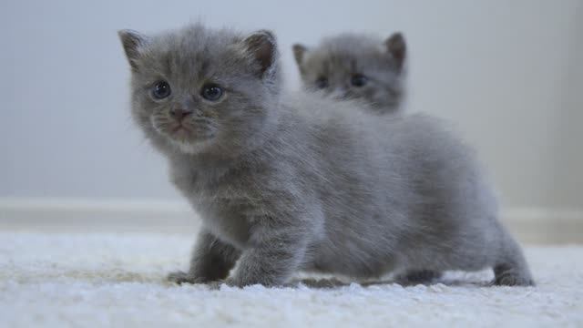 Позитив на выходные! Котятам три недели. Освоение нового пространства