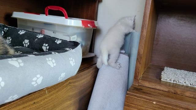 Маленький белый котенок провалился в дыру в рулоне. Мама-кошка и старший котенок забеспокоились.