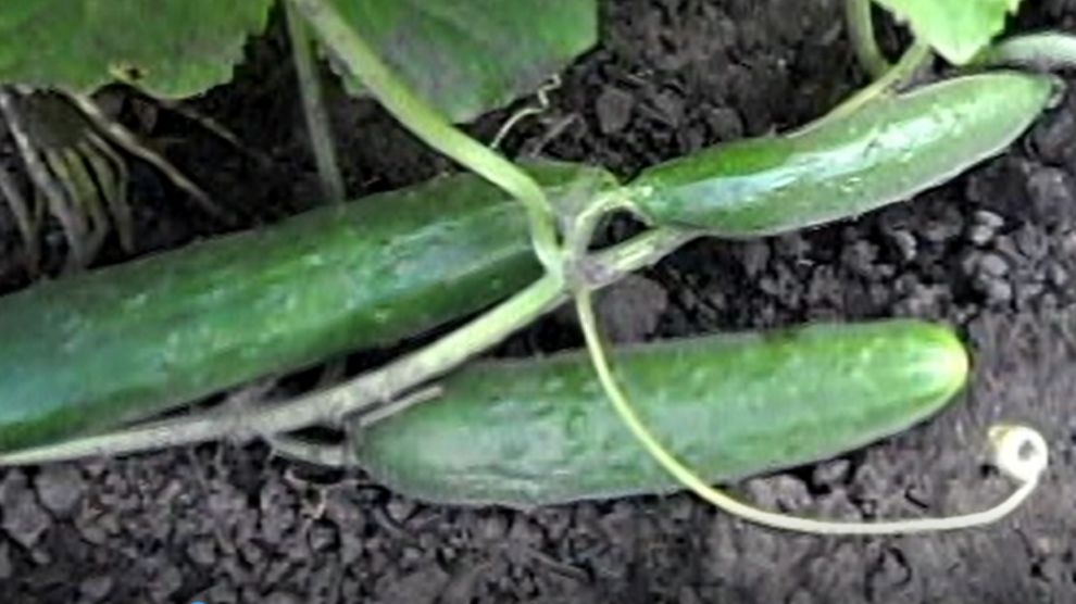 Огурцы в открытом грунте