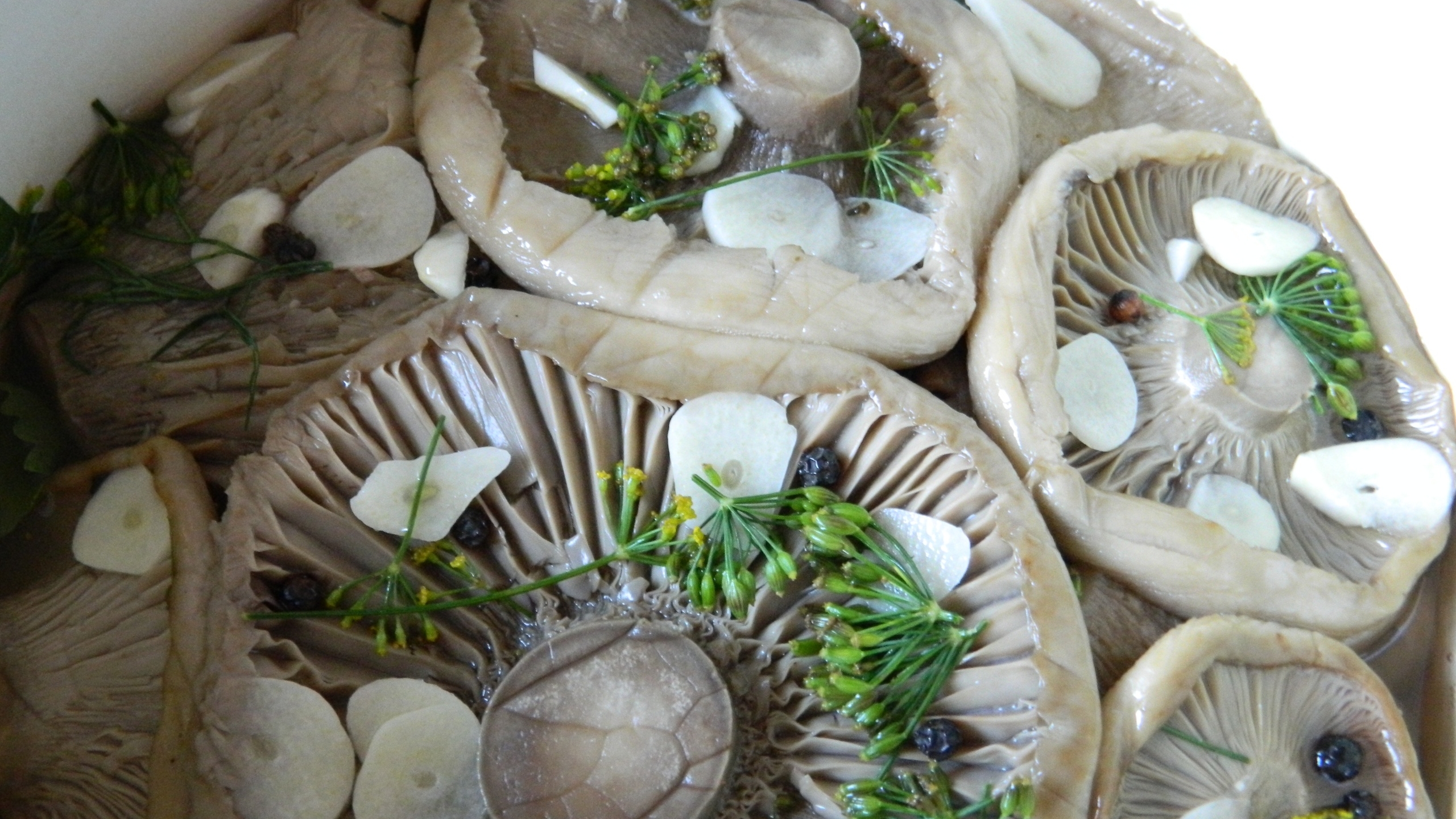 СОЛИМ ГРУЗДИ В КАСТРЮЛЕ. РЕЦЕПТЫ ОТ АЛЛЫ