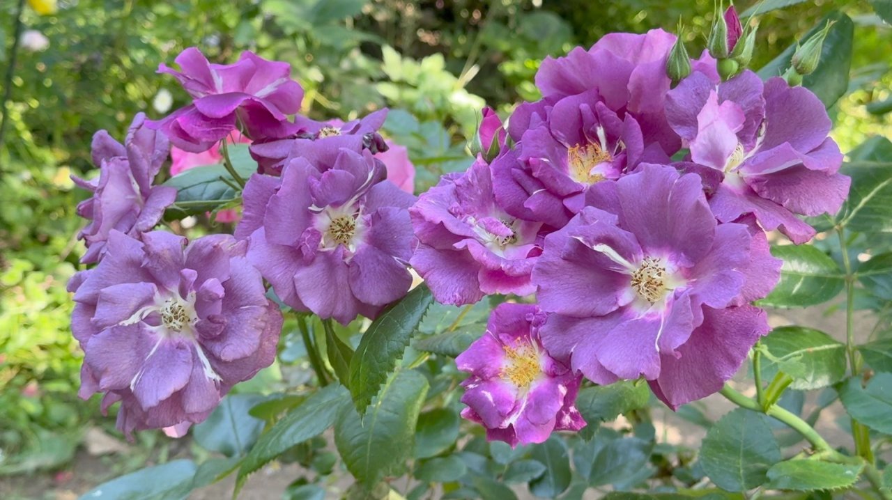 Июль в Саду 14 июля 2025 часть 5