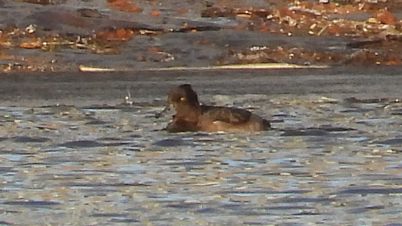 Поздний отлёт птиц, Чернеть Хохлатая, наблюдение в Великом Новгороде, 23 ноября 2025