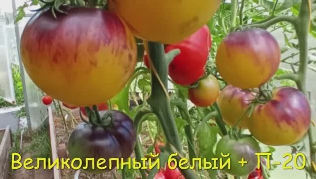 Каталог  томатов на 2026 год. Часть 1. г. Киров   т. 89229284031