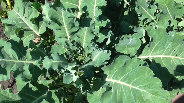 Капуста брокколи, опыт выращивания.