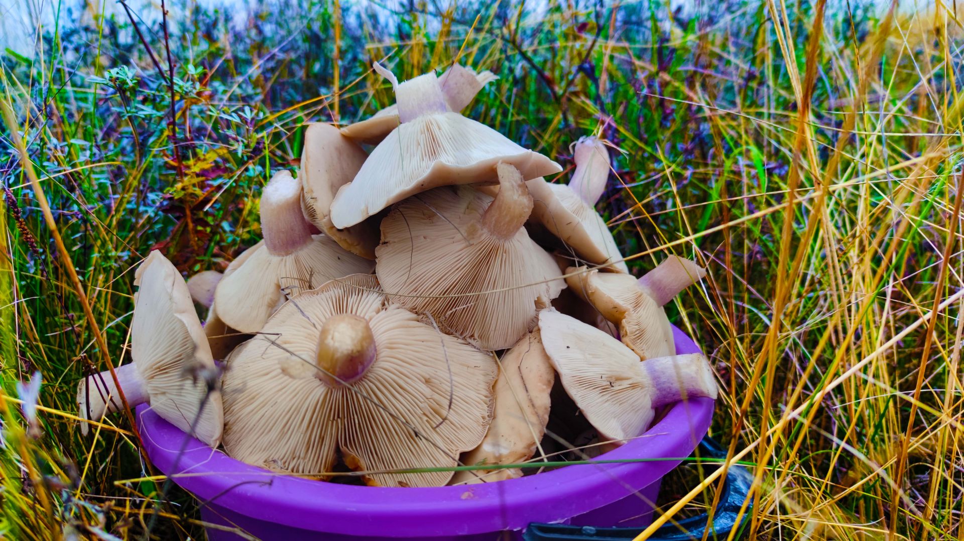 В ЭТОМ МЕСТЕ СИНЕНОЖКИ НЕ Заканчиваются СБОР ГРИБОВ в НОЯБРЕ