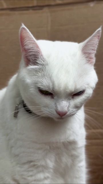 Милка умывается после еды