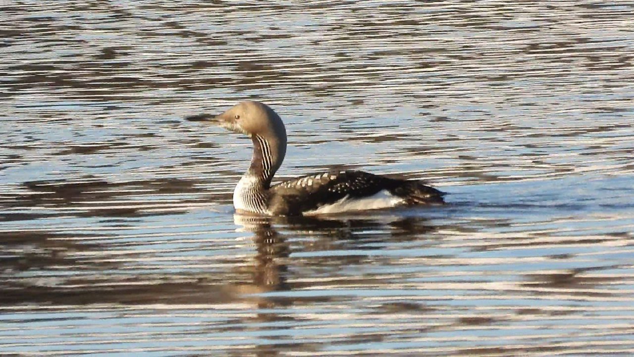 Птицы видео, Красная Книга, Чернозобая Гагара в Великом Новгороде, 23 ноября 2025